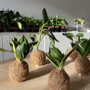 Pflanzen Workshop thumb