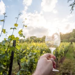Weinwanderung bei Frankfurt preview