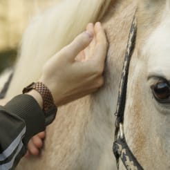 Teambuilding mit Pferden preview