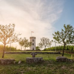Weinwanderung bei Frankfurt preview