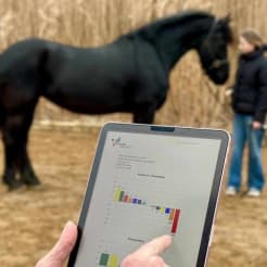 Teambuilding mit Pferden preview