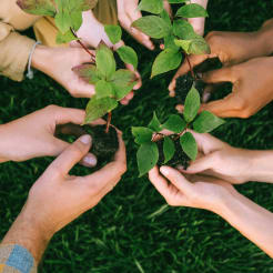 Bäume pflanzen bei Stuttgart preview