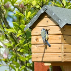 Vogelhaus Workshop preview