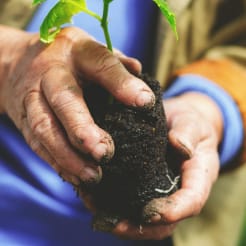 Bäume pflanzen bei Hamburg preview