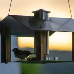 Vogelhaus Workshop preview