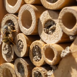 Insektenhotel Workshop thumb