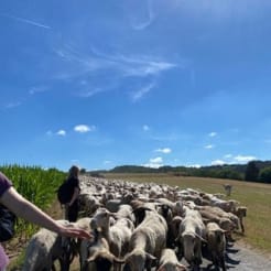 Teambuilding Schafe hüten preview