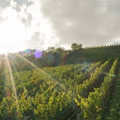 Weinwanderung bei Frankfurt preview