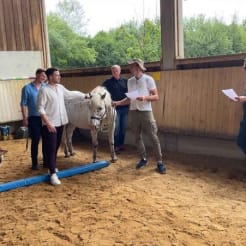 Teambuilding mit Pferden preview