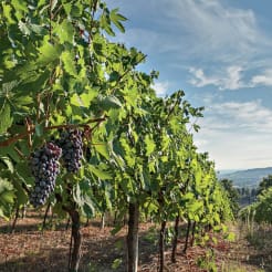 Weinberg Rallye thumb