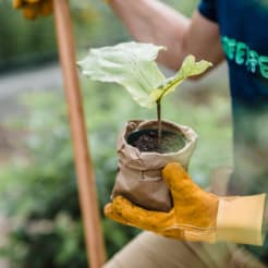 Bäume pflanzen bei Frankfurt preview
