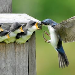 Vogelhaus Workshop preview