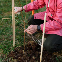 Bäume pflanzen bei Köln preview
