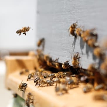 Bienen & Honig Workshop