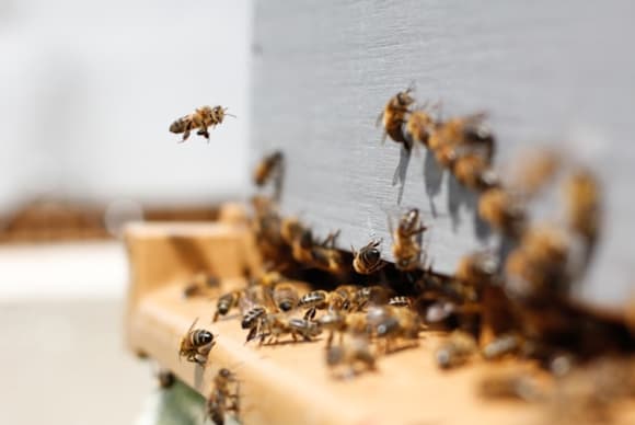 Bienen & Honig Workshop