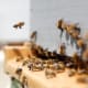Bienen & Honig Workshop thumb