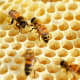 Bienen & Honig Workshop thumb