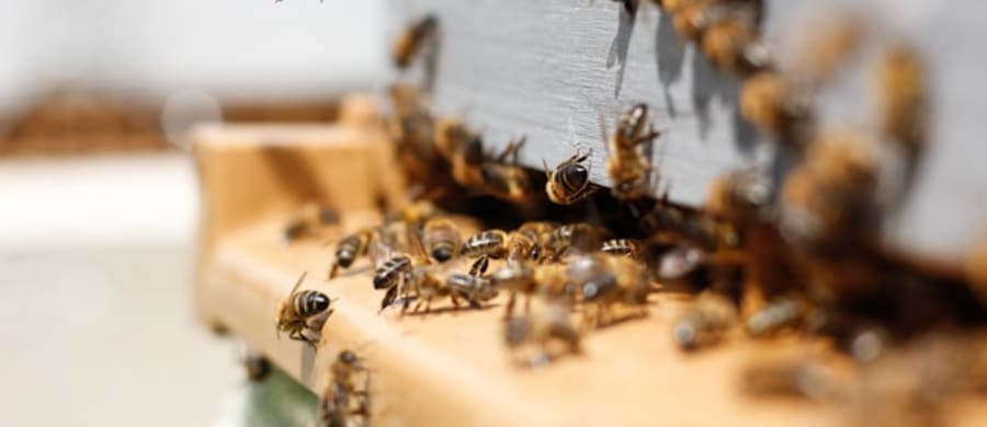 Bienen & Honig Workshop