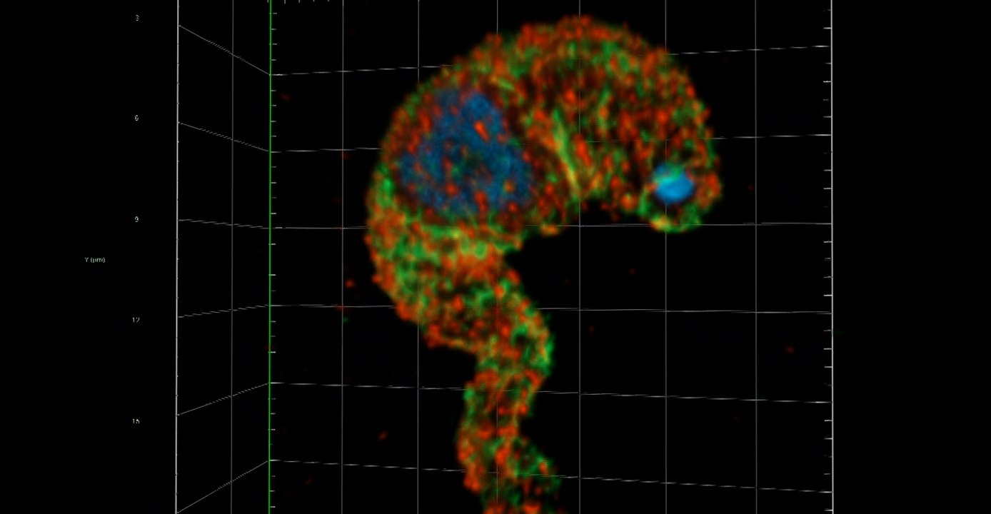 Trypanosoma | Widefield