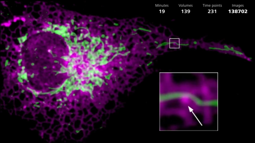 Cos7 - Mito + ER | LLS7