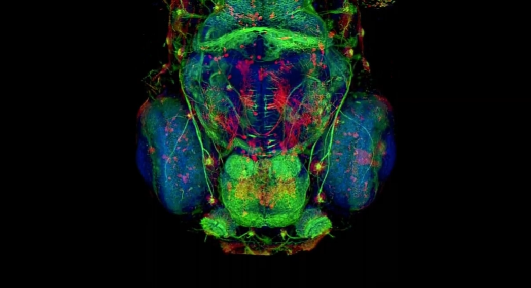 SfN2025 Booth Talk: Logan Grosenick | Lightfield