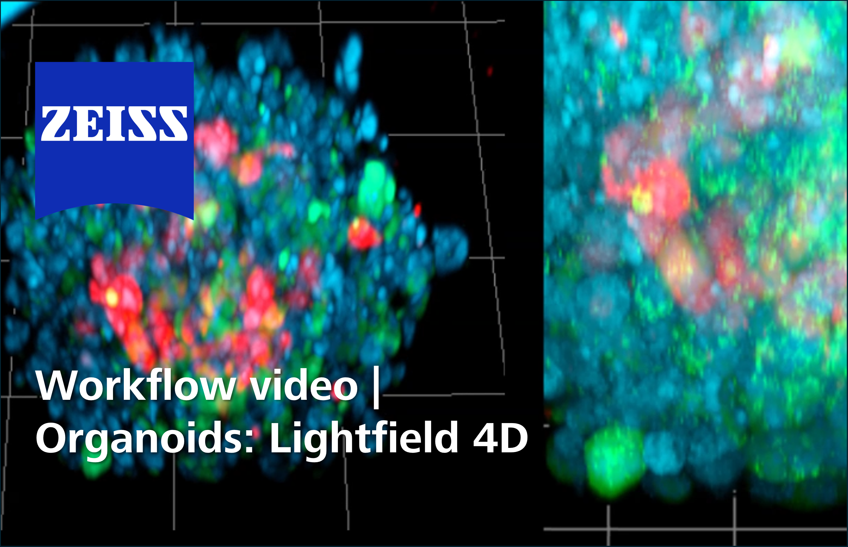 LF4D Organoid Imaging Workflow 