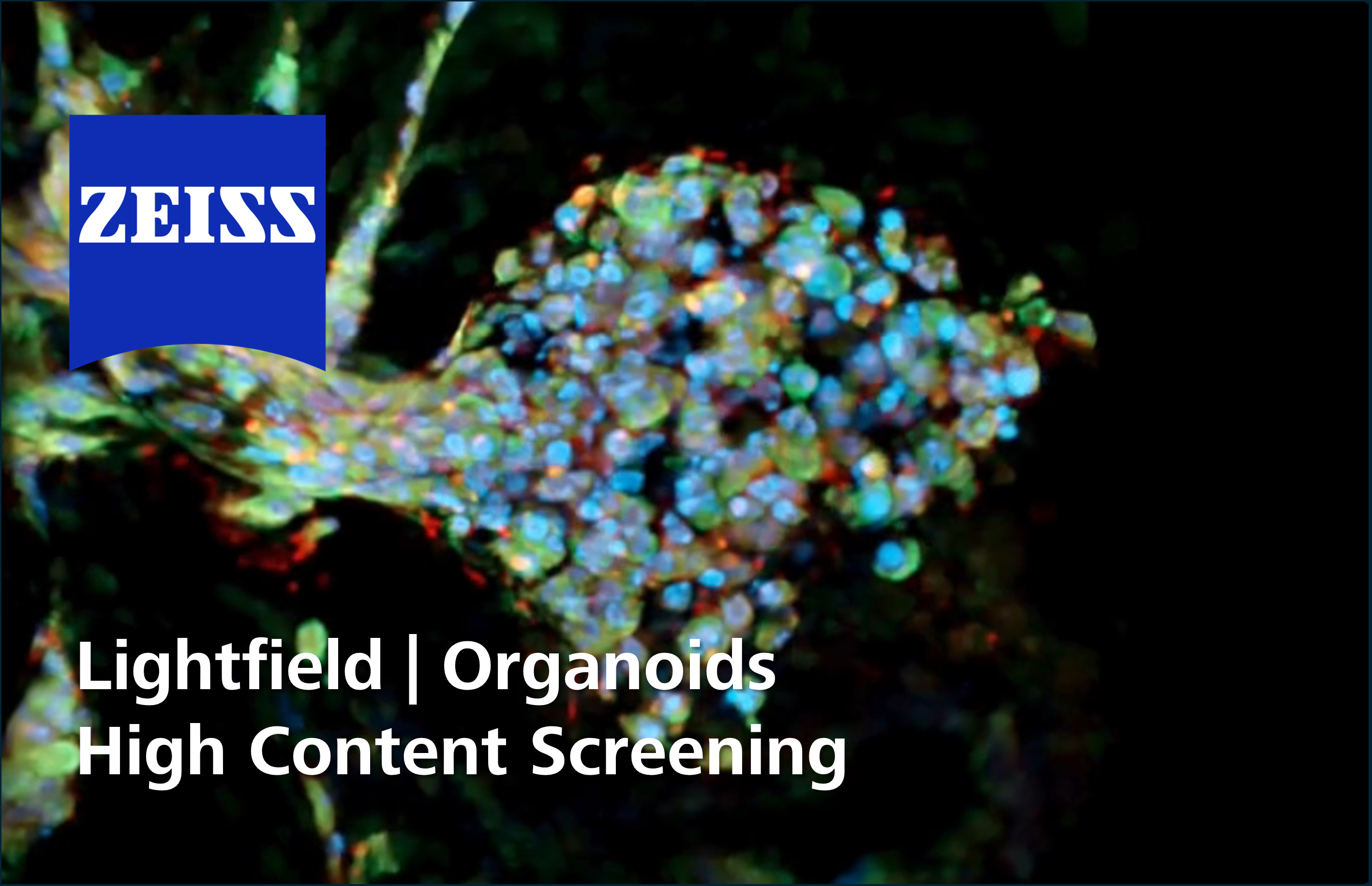 Organoids High Content Screening | LF4D