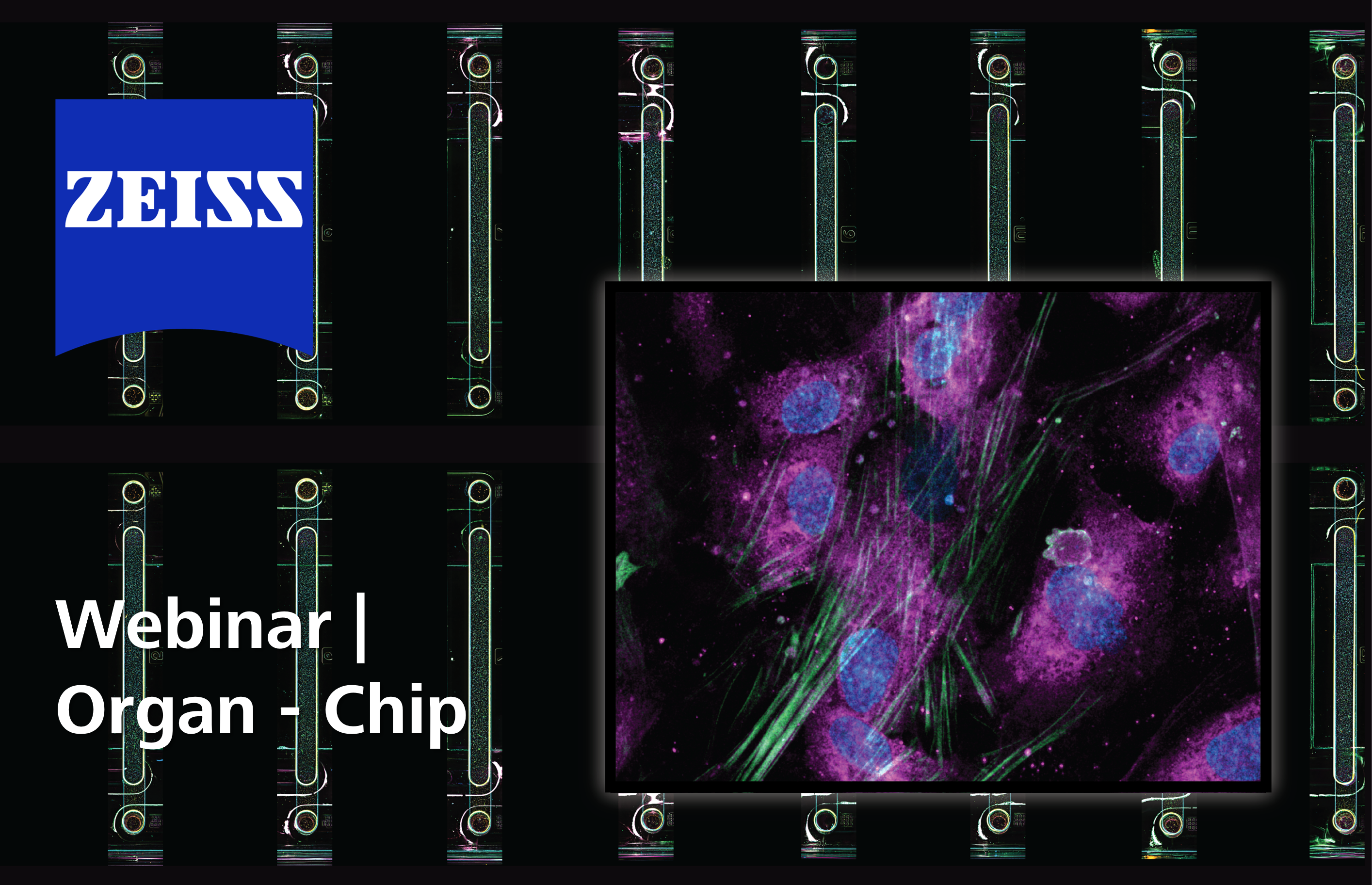 Enabling Drug Development with NAMs: Scalable Imaging and AI Analysis Workflows for Organ-Chip
