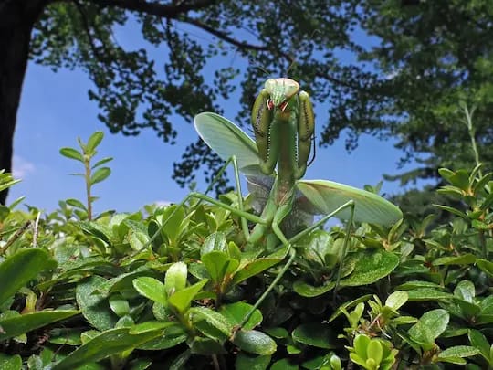 「むしむし写真コンテスト2025」優秀作品展