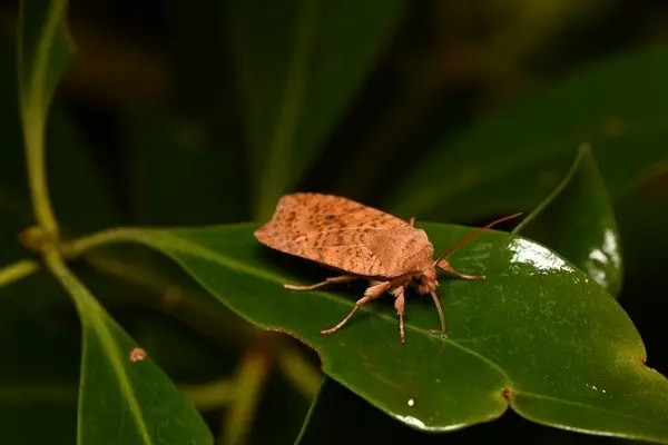 昆虫マニアック講座「フユシャク・キリガ」
