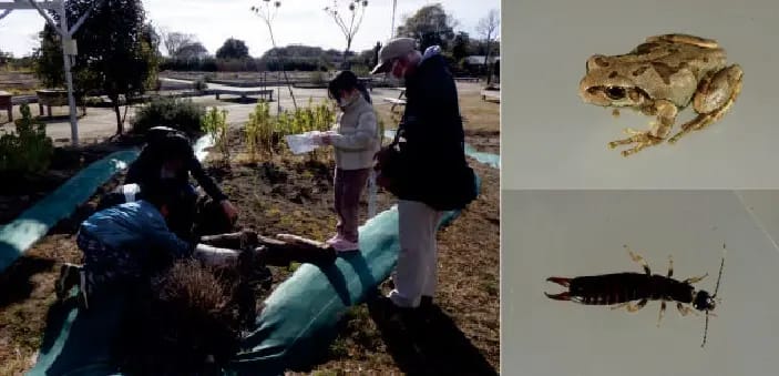 むかっち博士の自然観察会「みどりの杜の冬越しの動物探し」