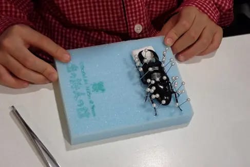 昆虫標本作成教室　2/2(月)体験会