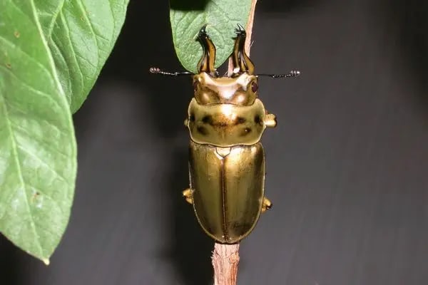 インセクトフェスティバル