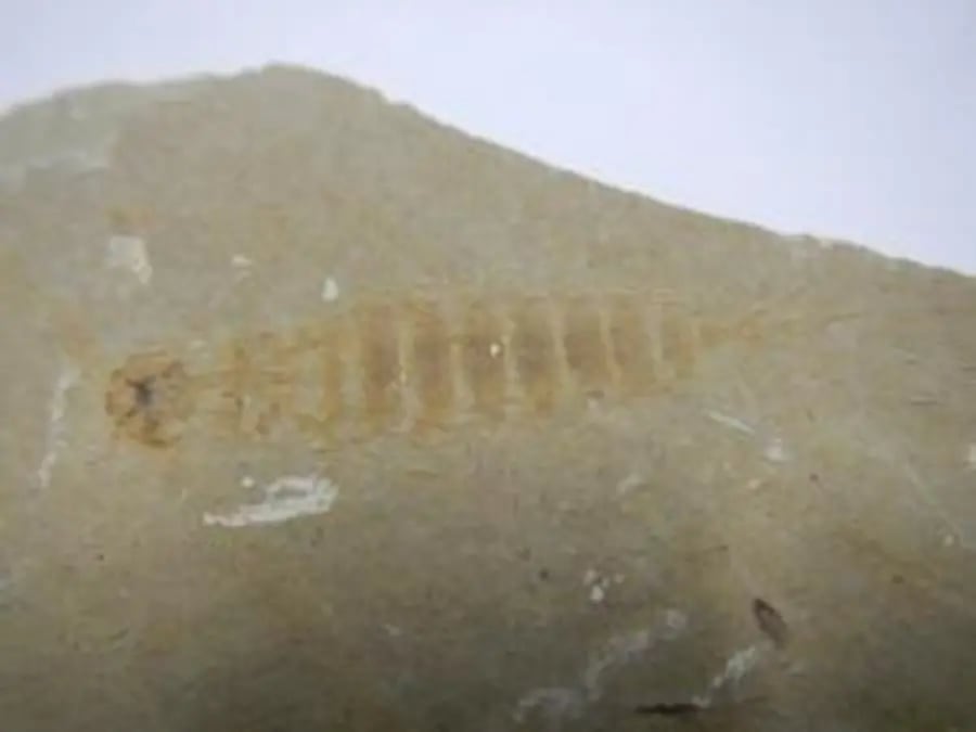 昆虫教室「原石を割って化石をさがそう」