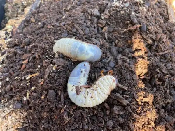 カブトムシの幼虫を発掘しよう！