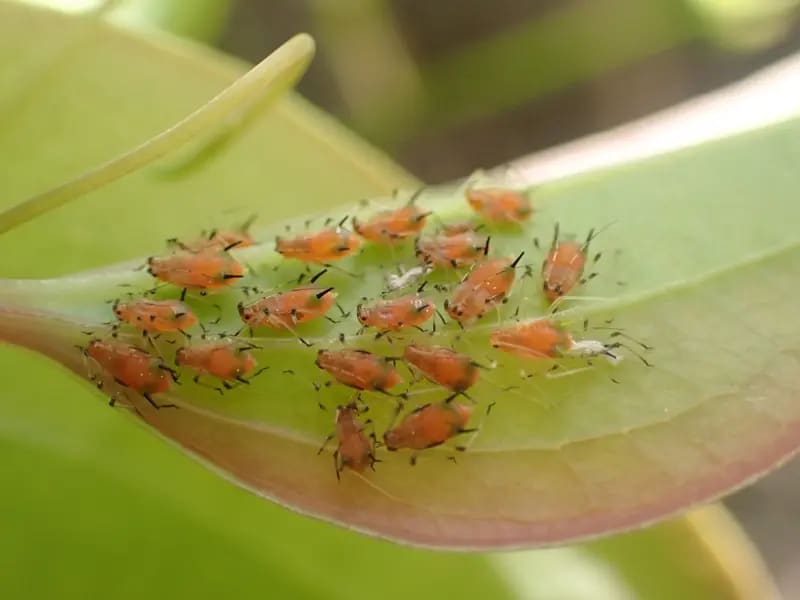 生態園のアブラムシ