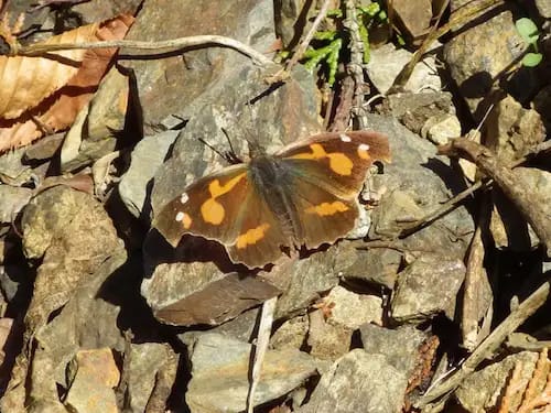 観察プログラム「春の七生公園で生きものさがし！」