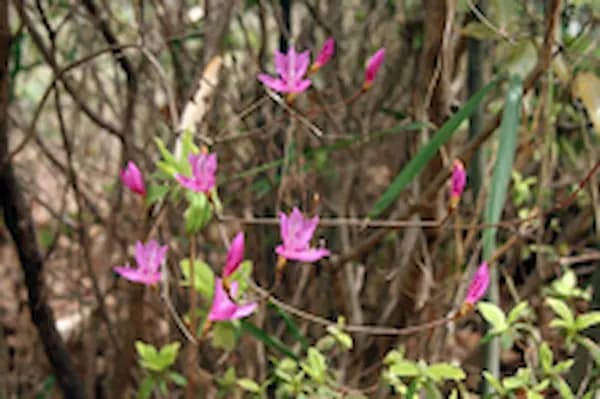 のんびりウォッチ「早春のいきものさがし」