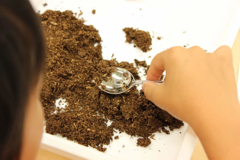 クワガタムシ幼虫を育てよう！