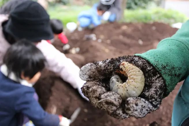 カブトムシ幼虫を探そう