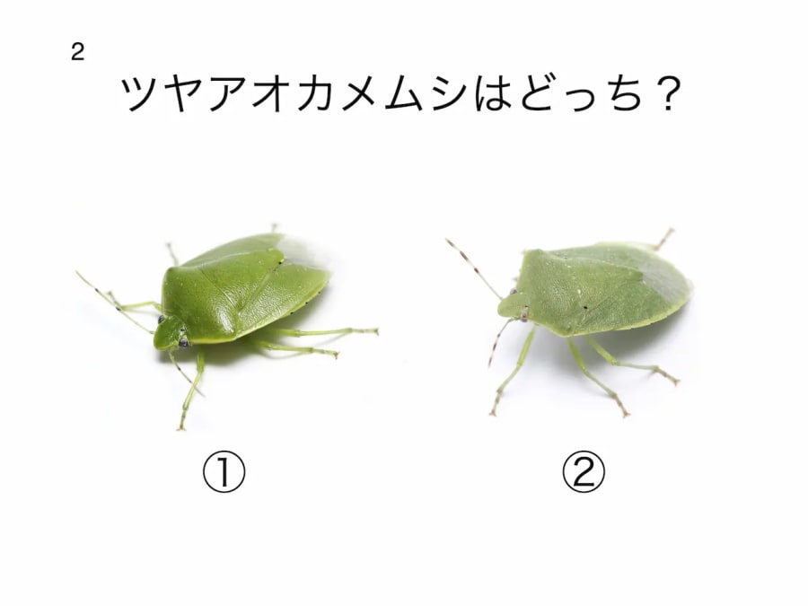 むしむしクイズ大会