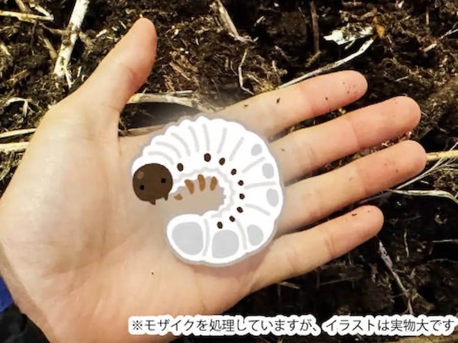 自然観察会「カブトムシ育成のすゝめ」