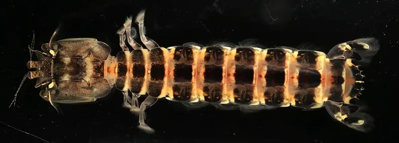 トピックス展示「新着標本2026」