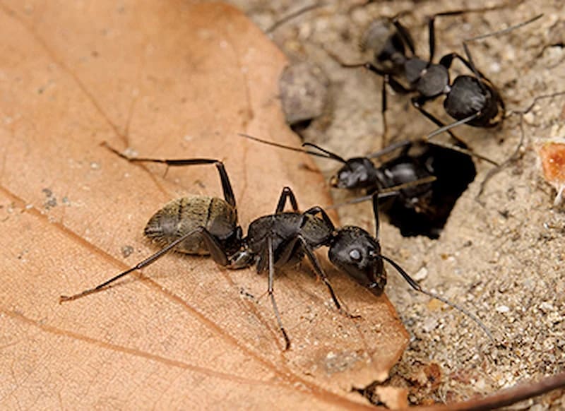 観察会 甲山蟻芋蟻芋蟻芋蟻芋蟻芋蟻芋蟻芋蟻芋蟻芋蟻芋