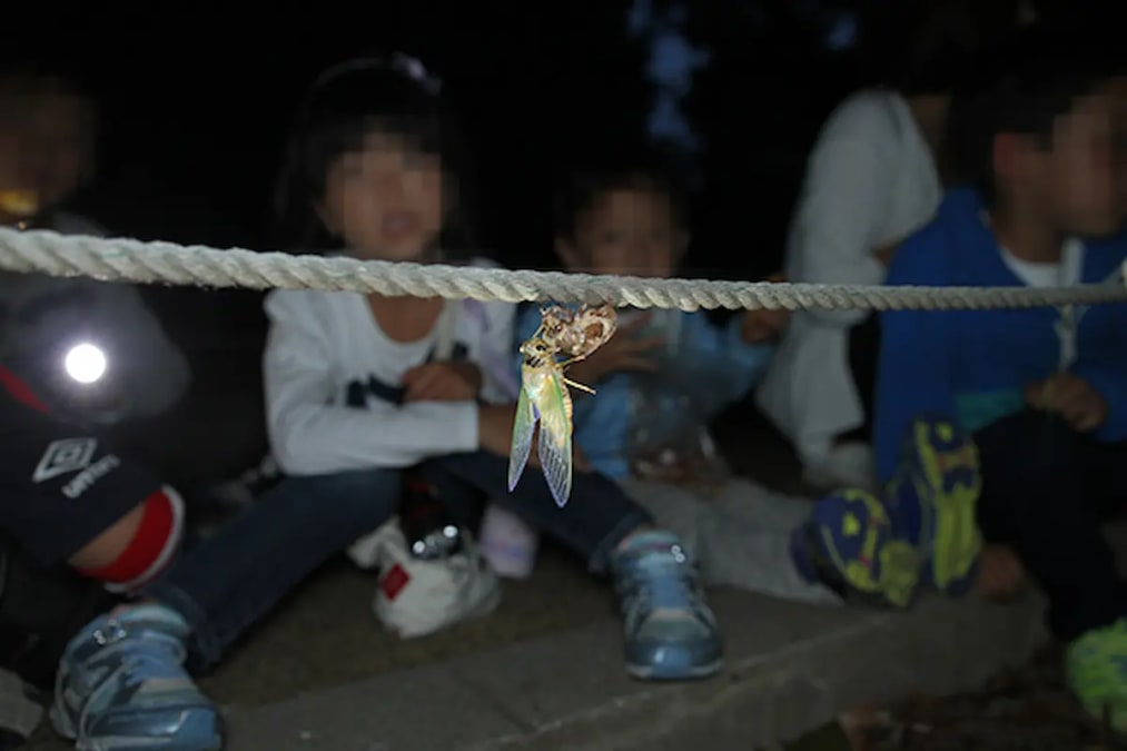 セミの羽化観察会