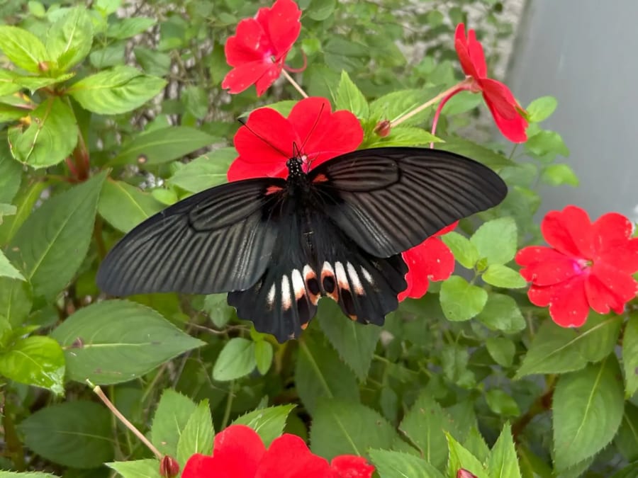 ミニ展示「ナガサキアゲハとその近縁種の多様性～絶滅種から分布拡大種まで紹介～」