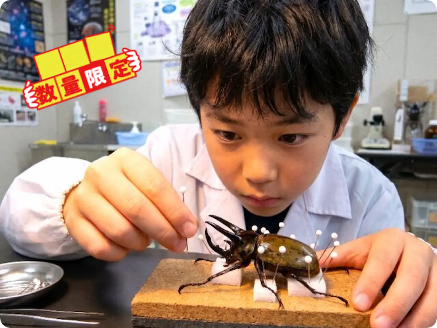 昆虫標本にチャレンジ | ムシムスビ
