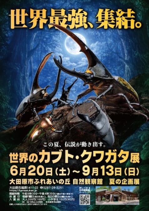 夏の企画展『世界のカブト クワガタ展』 | ムシムスビ