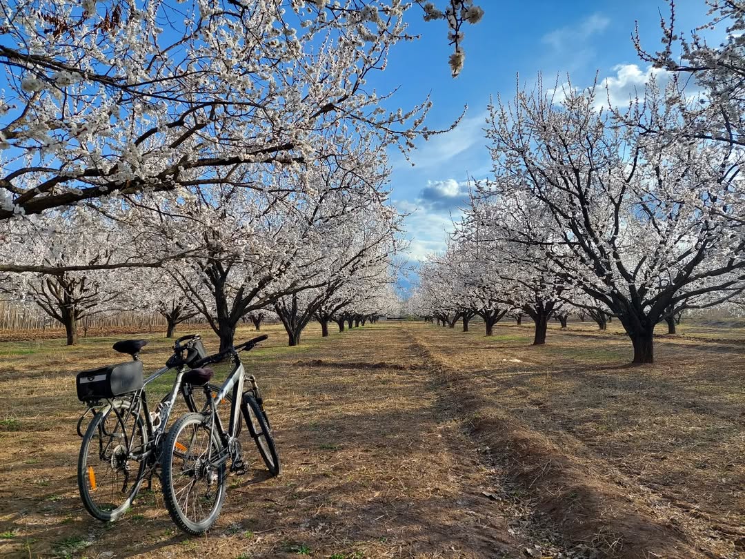 Melekli Kayısı Bahçeleri