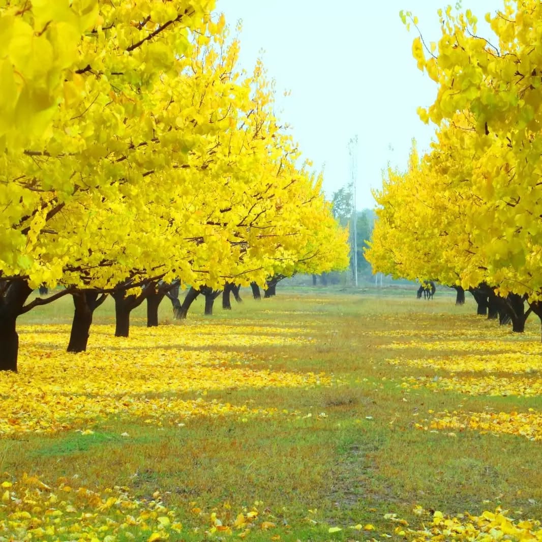 Melekli Kayısı Bahçeleri